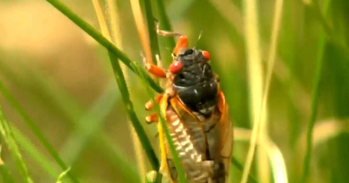 Trillions of cicadas could emerge this spring [Video]