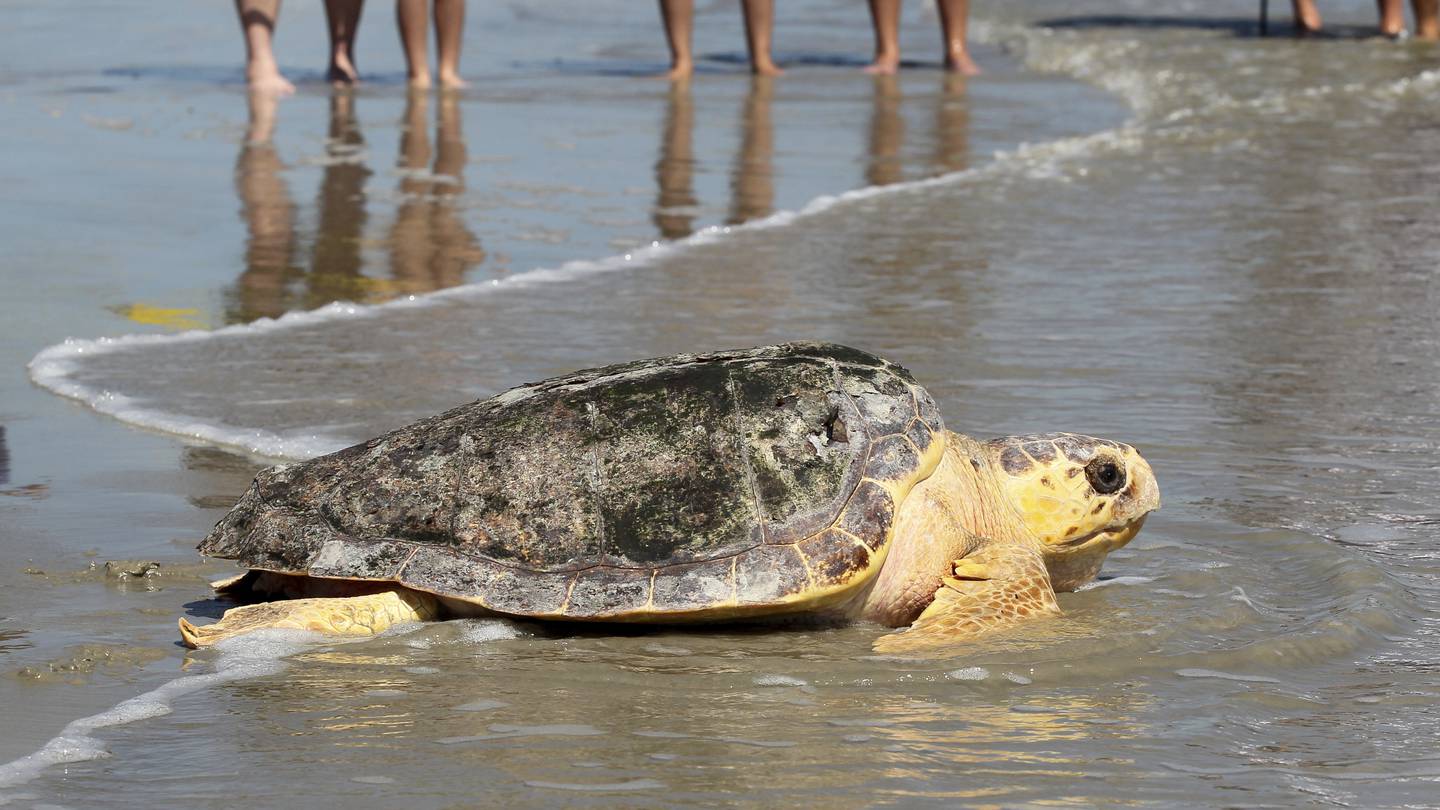 A new report says Mexico has abandoned protection of loggerhead sea turtles  WSB-TV Channel 2 [Video]