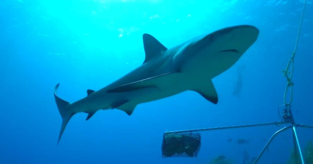 Inside the fight to save reef sharks from extinction [Video]