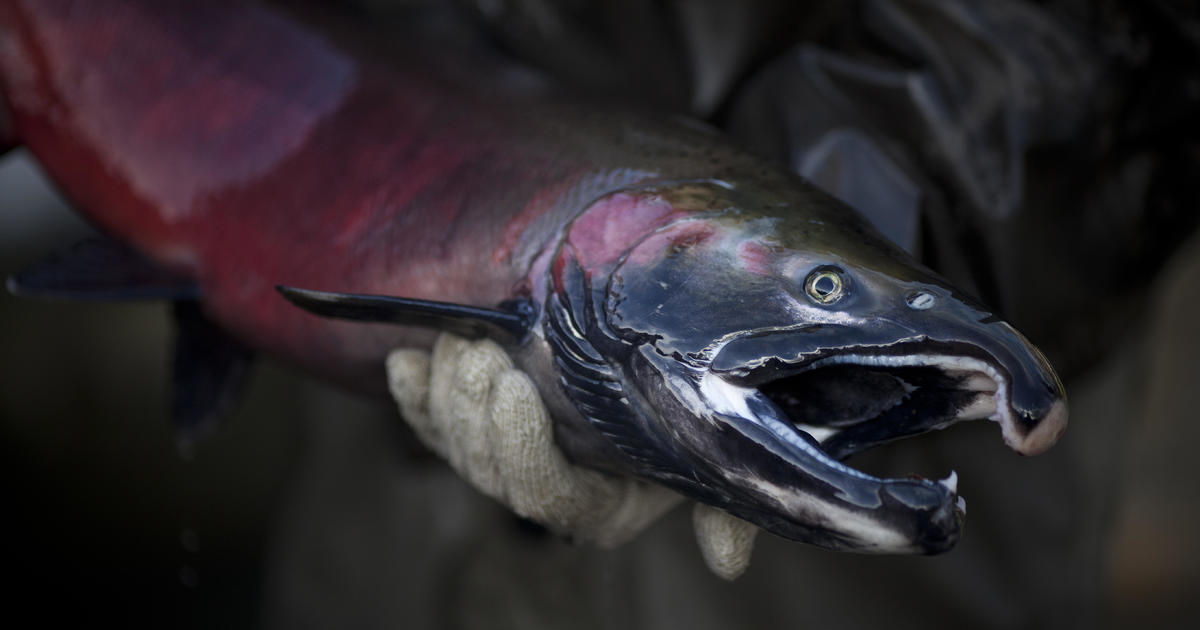 Tire toxicity faces fresh scrutiny after salmon die-offs [Video]