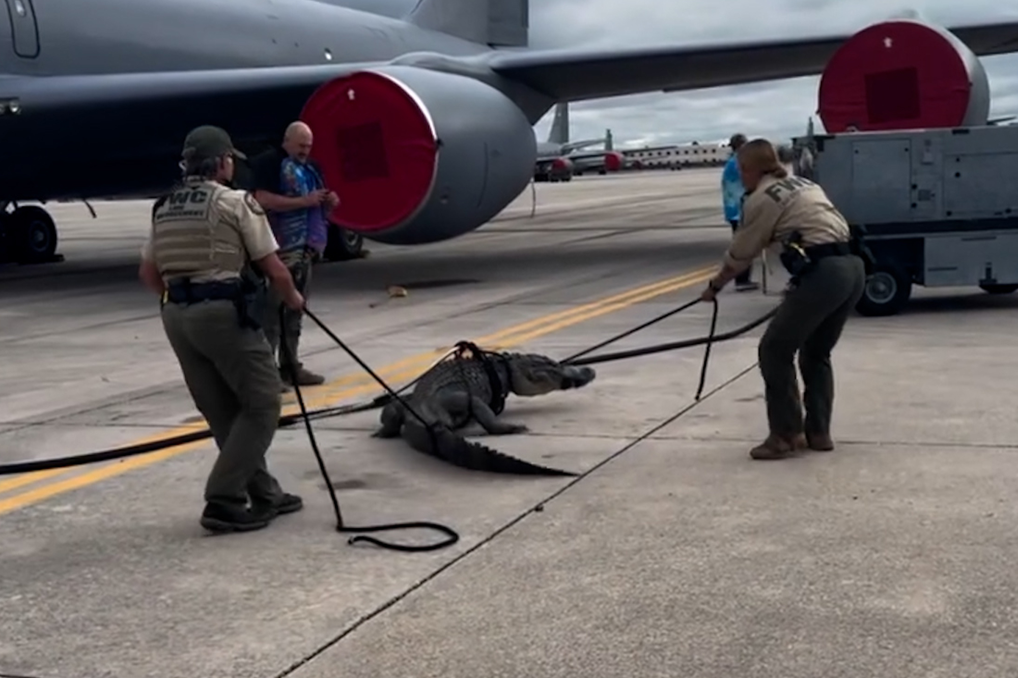Wild video shows authorities wrangle massive gator that wandered onto Air Force Base tarmac (Video)