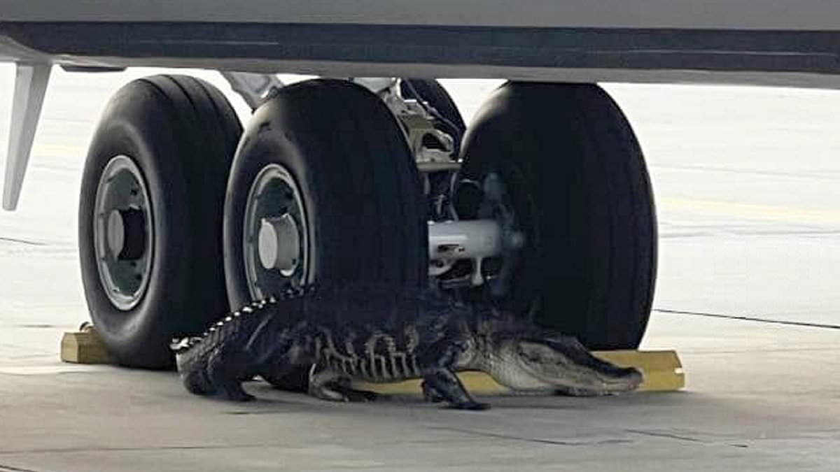 Crocs away! Moment alligator snuggles up to the wheels of a US Air Force plane at Tampa airbase before conservationists are called in to remove him [Video]