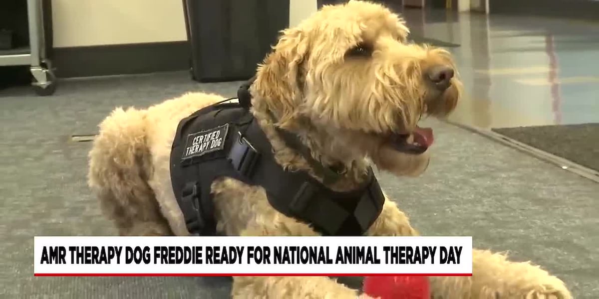 AMR therapy dog Freddie ready for National Animal Therapy Day [Video]