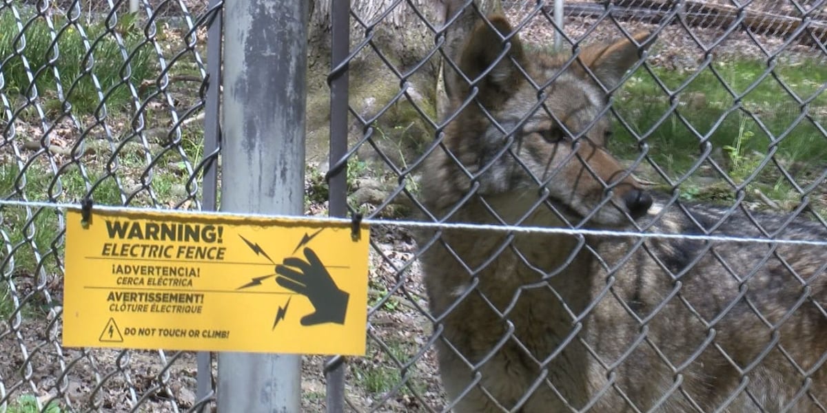 WV State Wildlife Center reopens after meeting federal regulations [Video]
