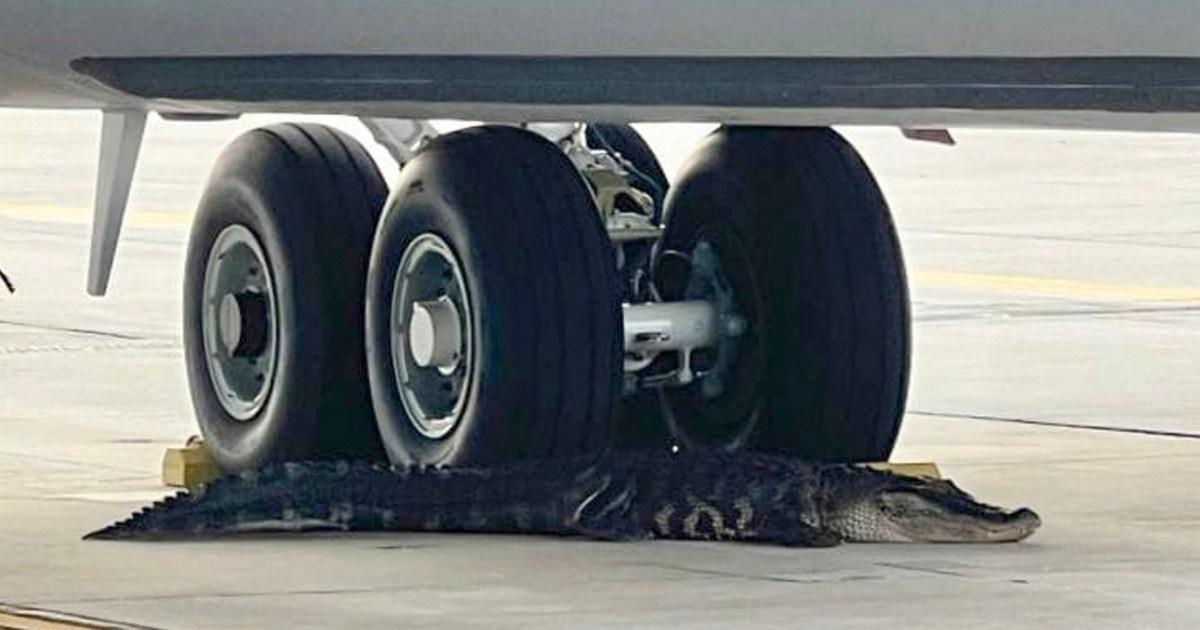 Huge sleeping alligator holds up flights at Florida air force base | US News [Video]