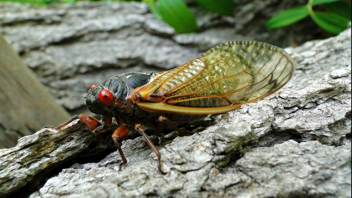 Cicadas in North Carolina: When & where they will emerge in 2024 [Video]