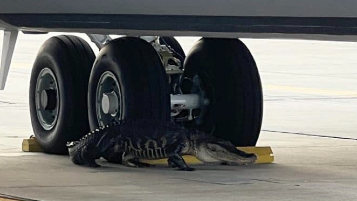 Almost 10-foot long alligator found on MacDill Air Force Base [Video]