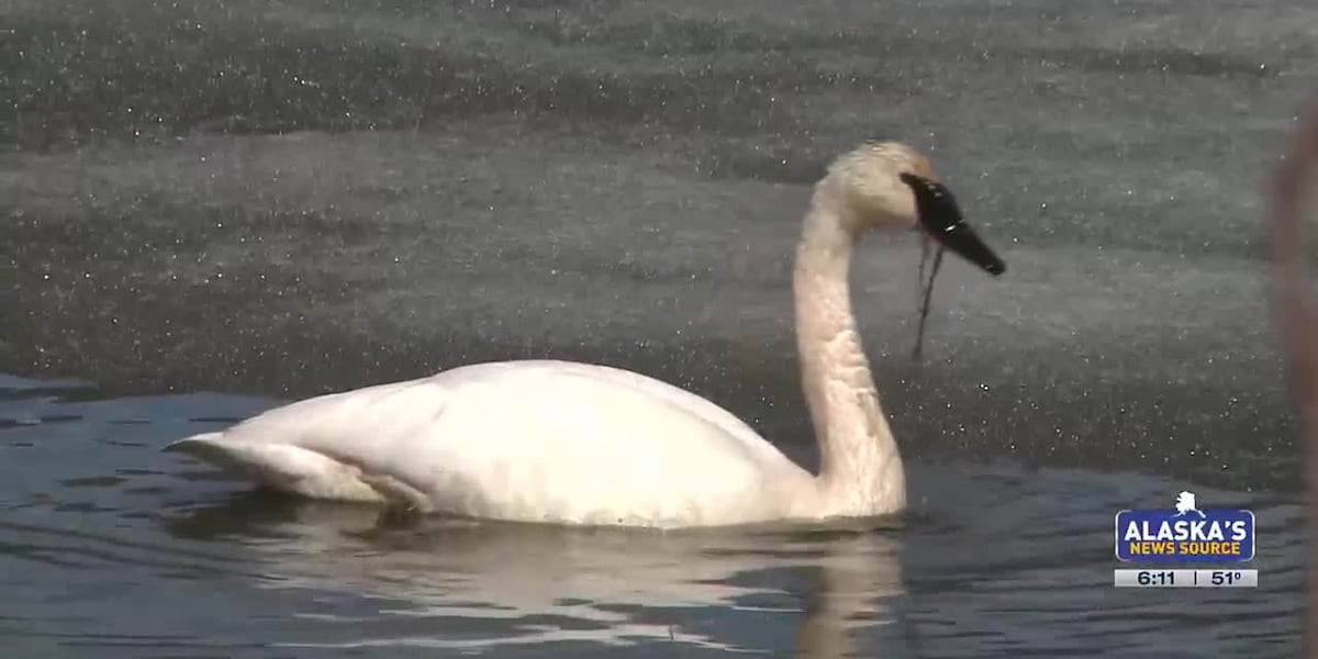 Signs of spring: Swans return to Southcentral Alaska [Video]