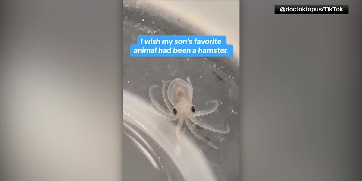 Family ends up with 51 octopuses after 9-year-old’s dream pet gives birth [Video]