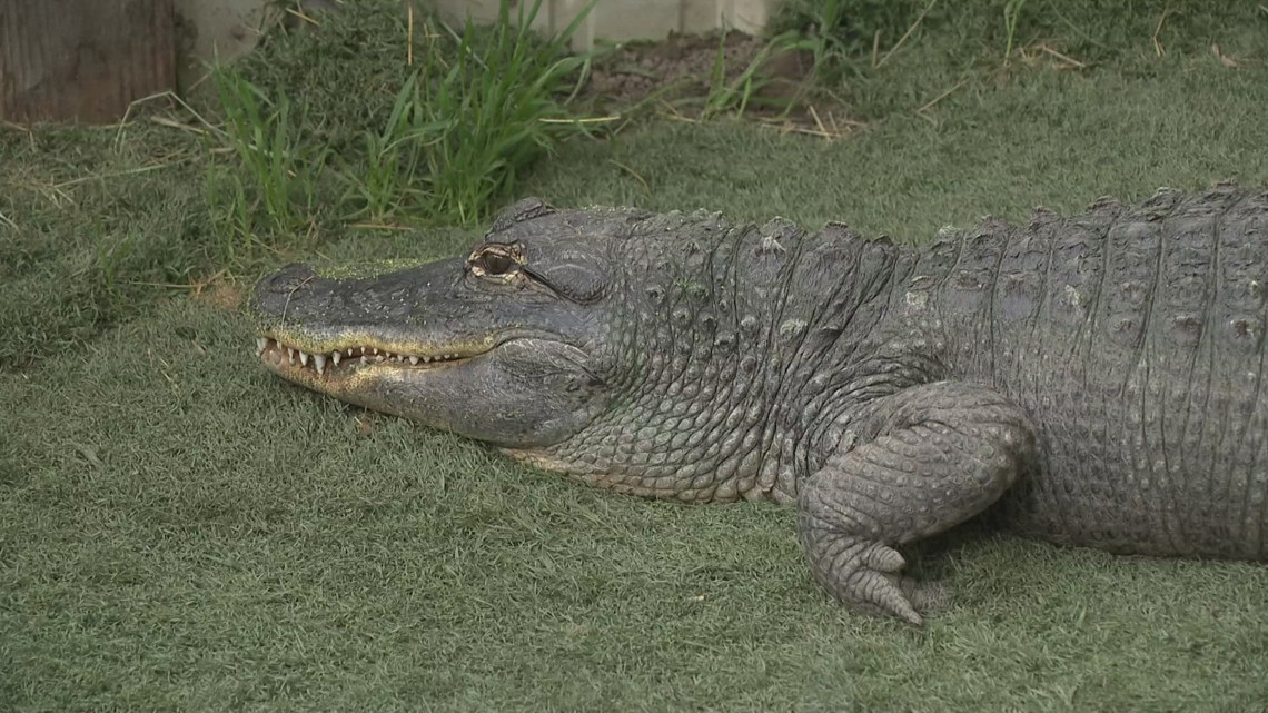 Manteca alligators could be euthanized if state standards not met [Video]
