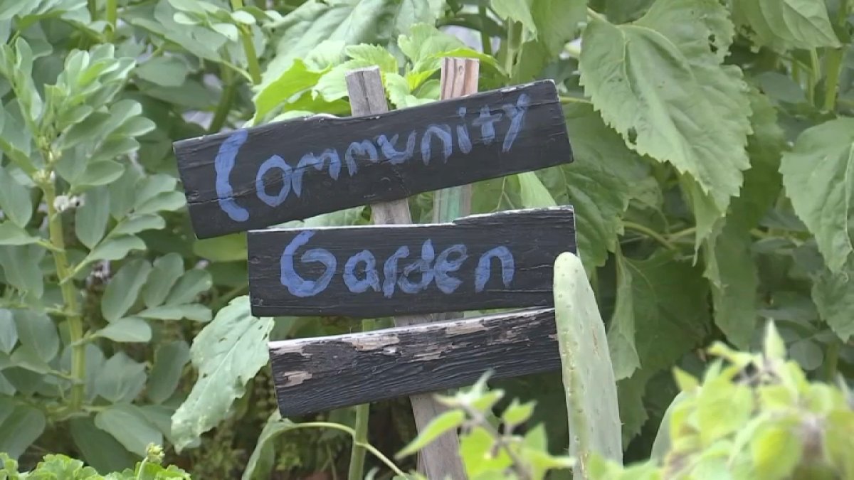 Valley Verde in San Jose offers community garden, sustainability tips  NBC Bay Area [Video]