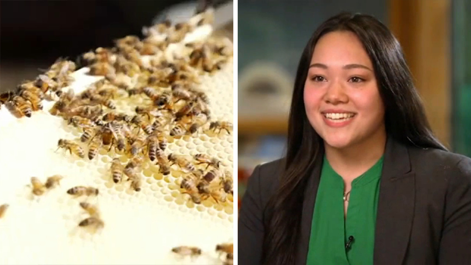 Protecting bees: NJ high school student Katie Culbert named ‘honey queen’ for developing way to save pollinators from pests [Video]