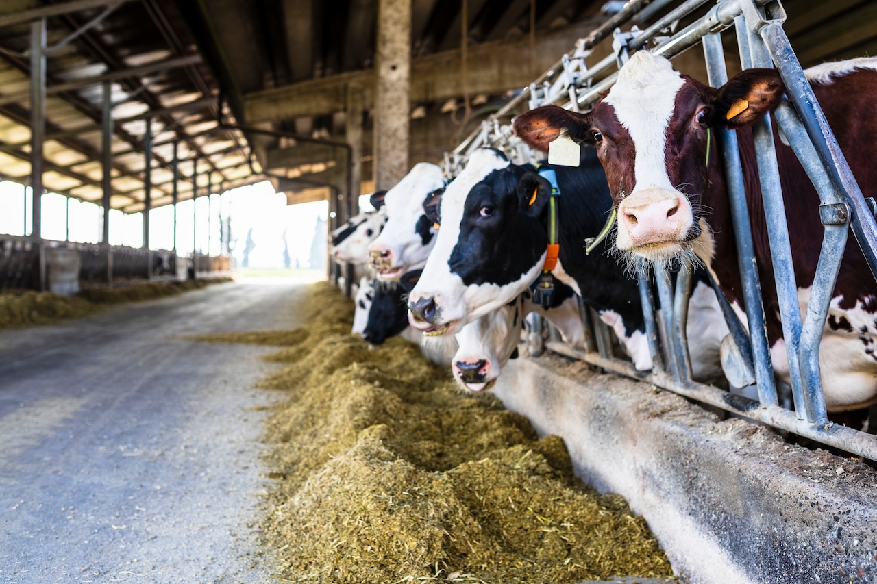 New York restricts dairy cattle imports amid avian flu outbreak [Video]