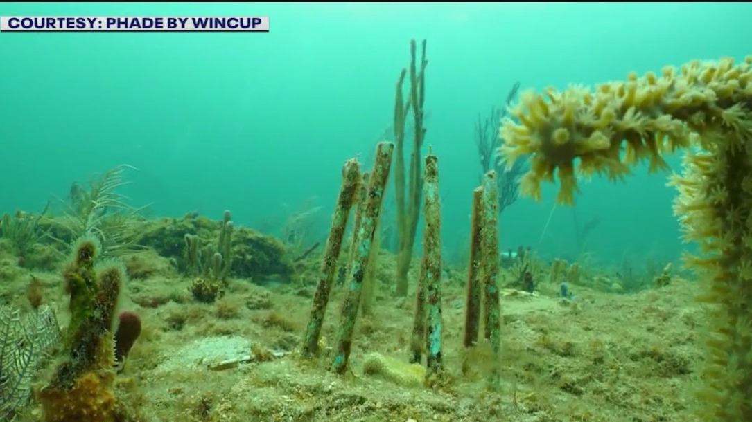 Atlanta helps to save coral reefs around the world [Video]