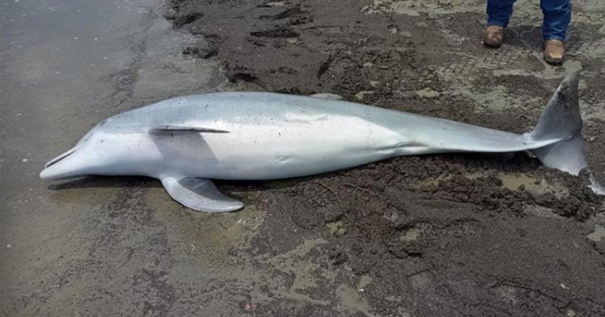 Dolphin found dead on a Louisiana beach with bullets in its brain, spinal cord and heart [Video]