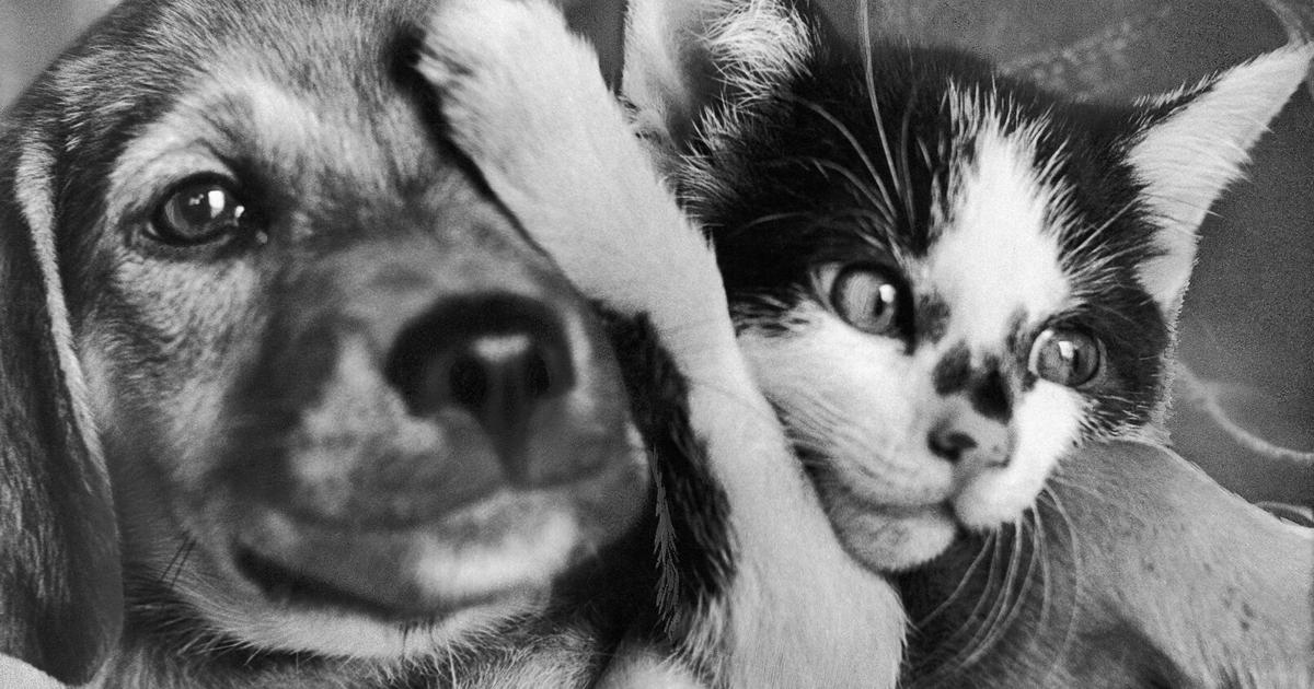 What life was like for animals in America before people learned to love pets | [Video]