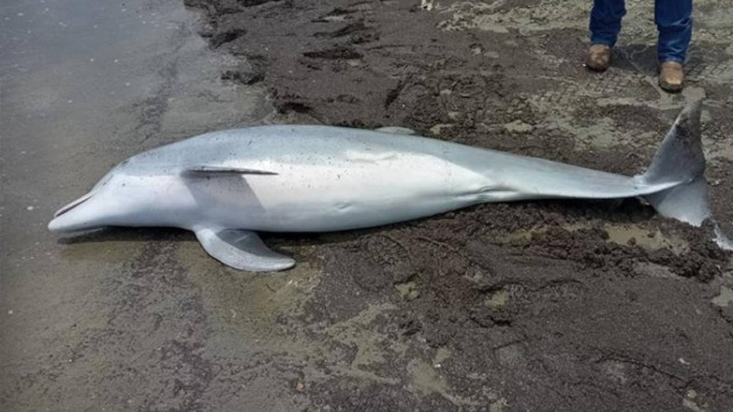 Dolphin found shot to death on beach with bullets lodged in its brain, spinal cord and heart  WHIO TV 7 and WHIO Radio [Video]