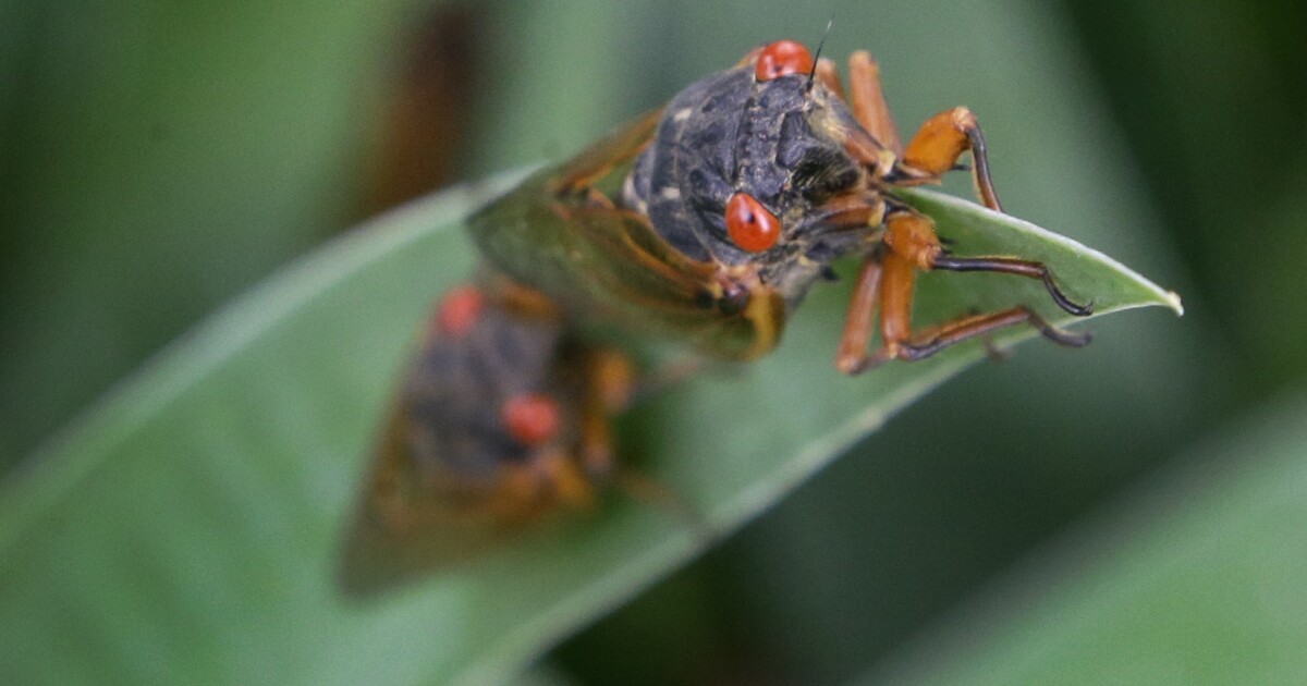 What to keep in mind for the safety of your pets as cicadas emerge [Video]