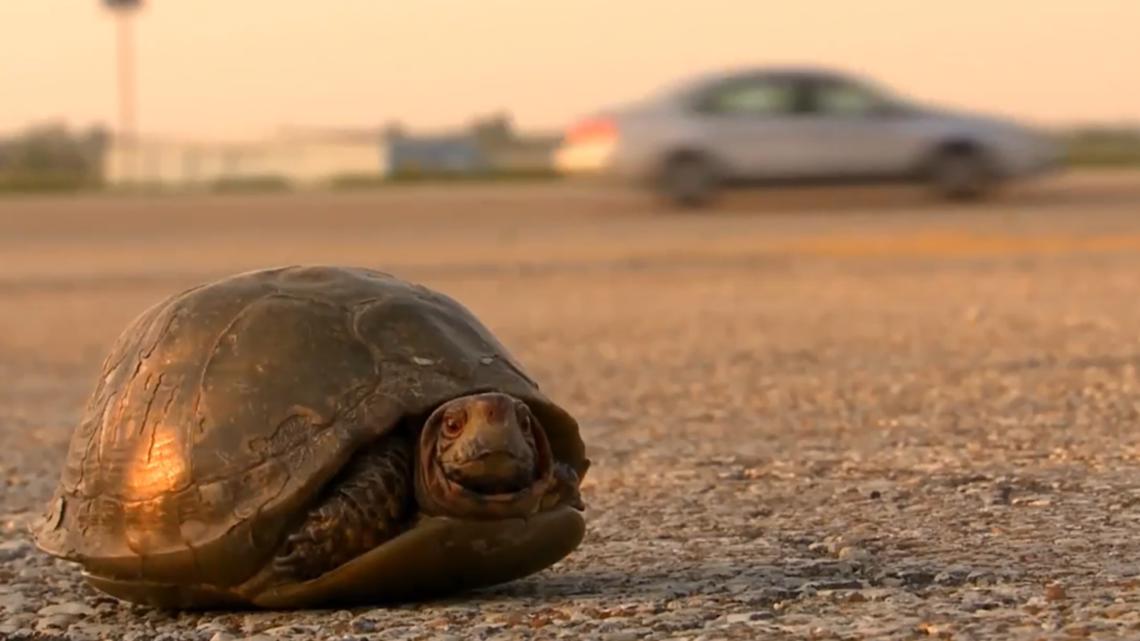 Peak turtle road crossings happen during the spring in Missouri [Video]
