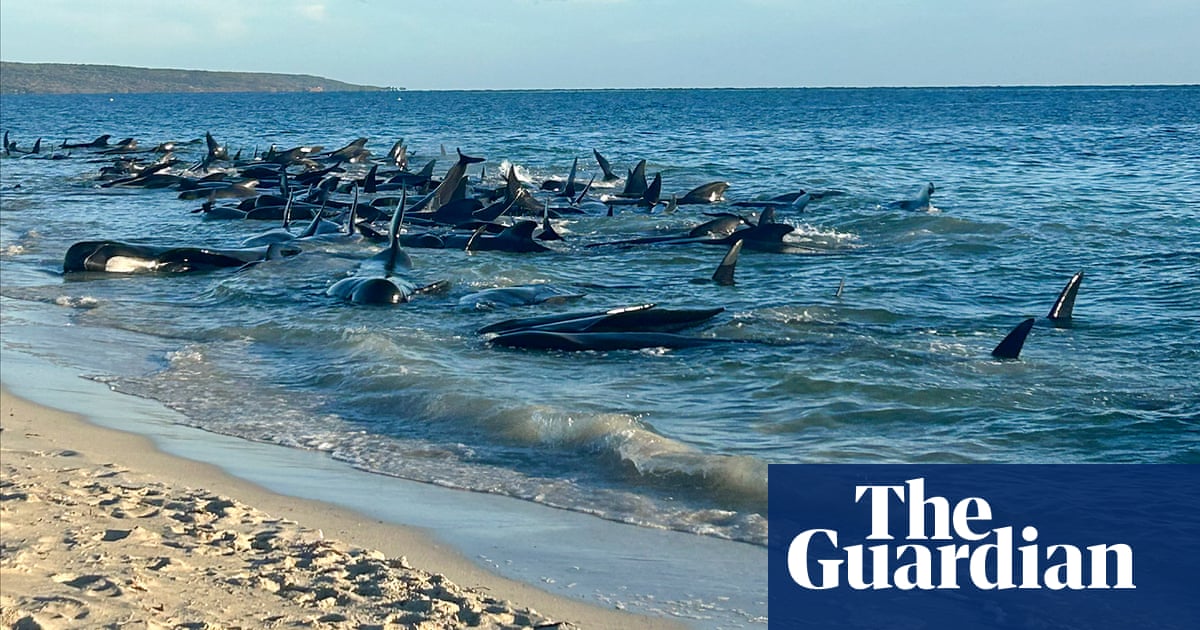 160 pilot whales stranded and 26 confirmed dead in Western Australia  video | Global