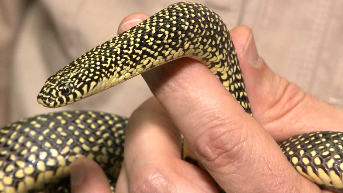 Snake sightings on the rise across Arkansas as temperatures warm up [Video]