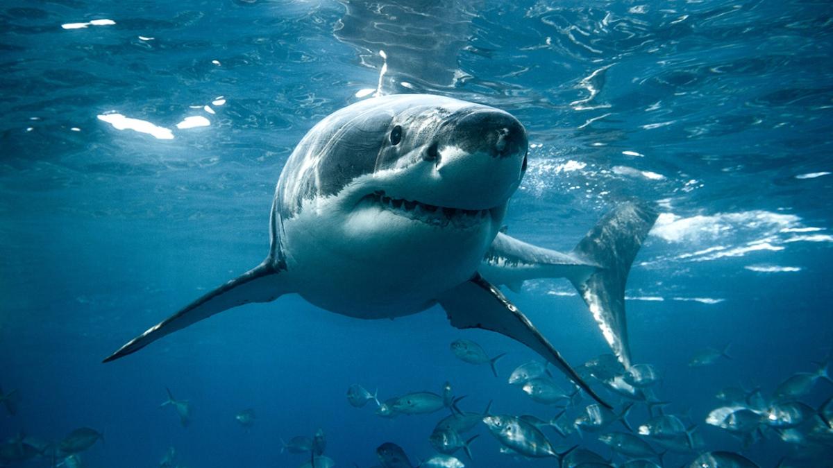 Massachusetts-based marine scientists attach camera to great white for intriguing ‘shark’s-eye view’ [Video]