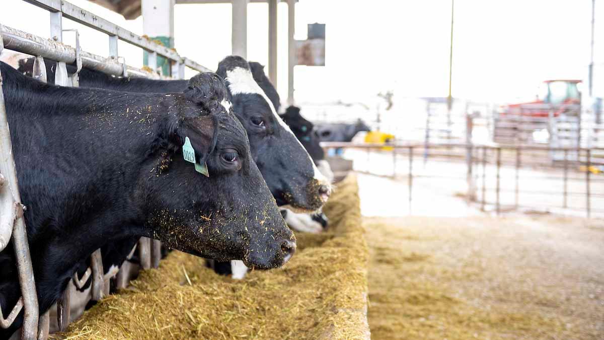 USDA taking action to prevent spread of bird flu, requires testing for dairy cows crossing state lines [Video]