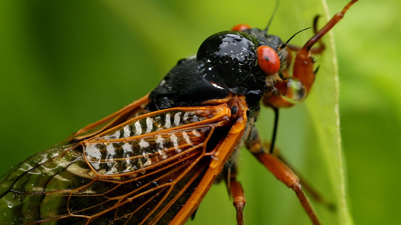 Emerging cicadas’ cacophony triggers calls to police in South Carolina from confused residents [Video]