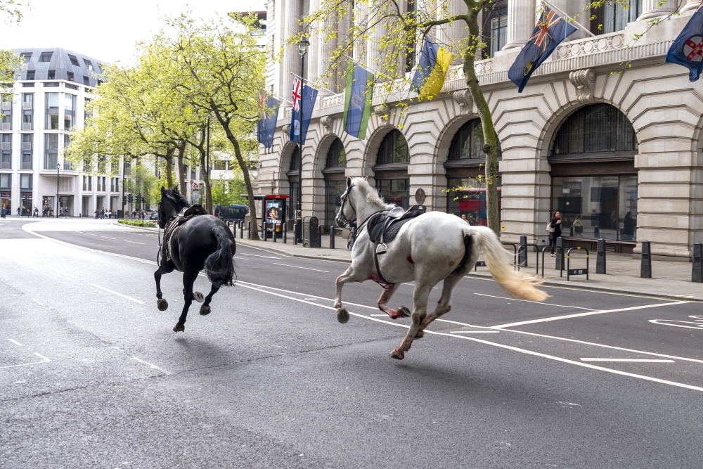 Loose military horses stampede through central London [Video]