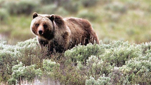 Feds plan to reintroduce grizzly bears to Washington state’s Northern Cascades [Video]