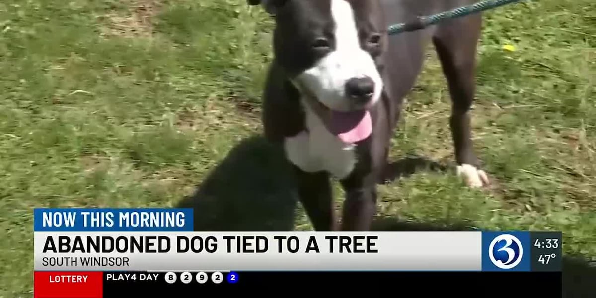Dog found with collar attached to tree in South Windsor; reward offered [Video]