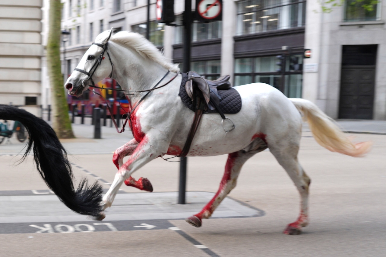 Military horses that ran free in London were seriously hurt: officials [Video]