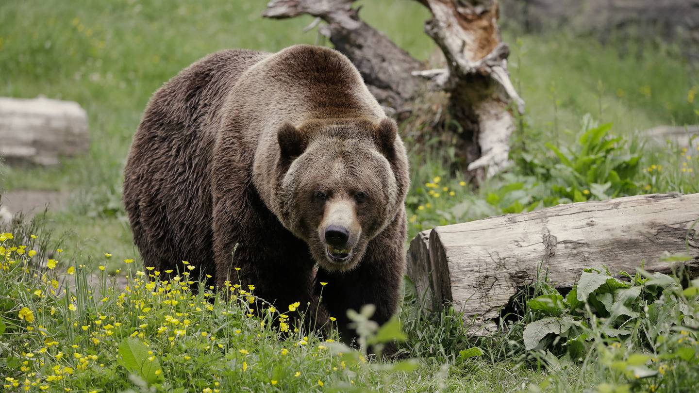 The federal government plans to restore grizzly bears to the North Cascades region of Washington  WHIO TV 7 and WHIO Radio [Video]