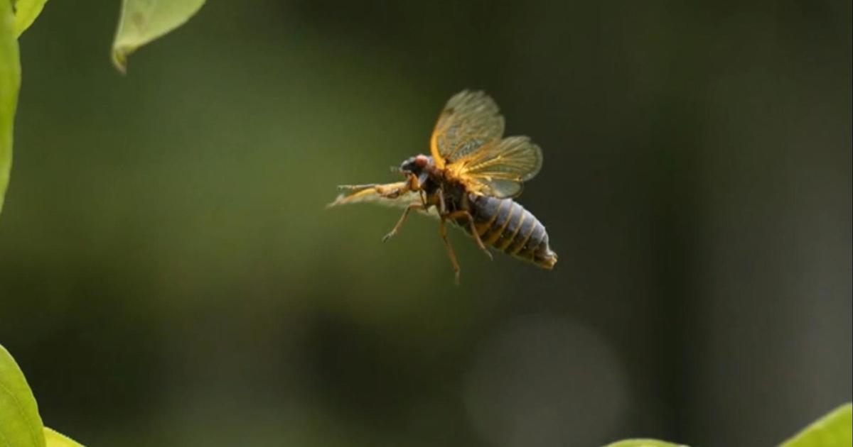 Cicada noise causes South Carolina residents to call sheriff [Video]