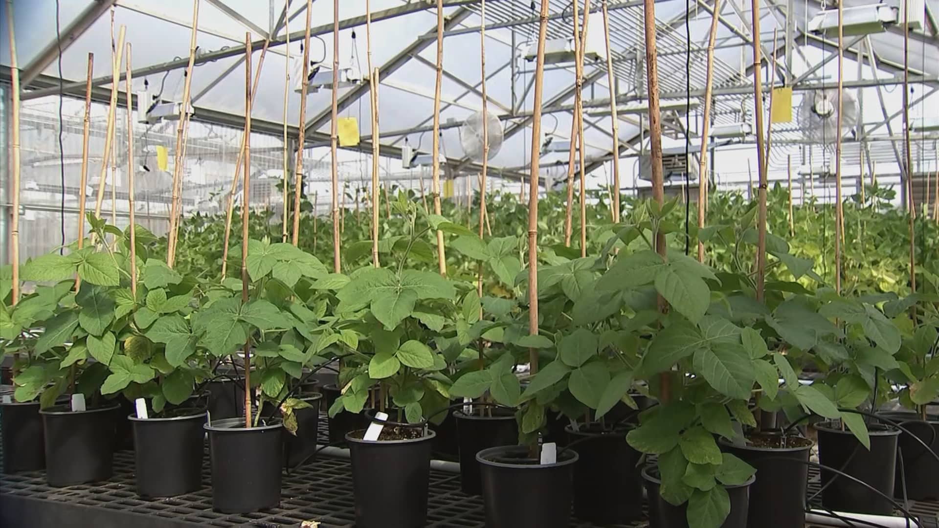 InnerPlant helps farmers reduce pesticides and agricultural waste [Video]