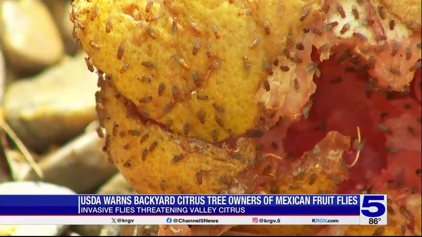 USDA warns of Mexican fruit flies attacking Valley citrus [Video]