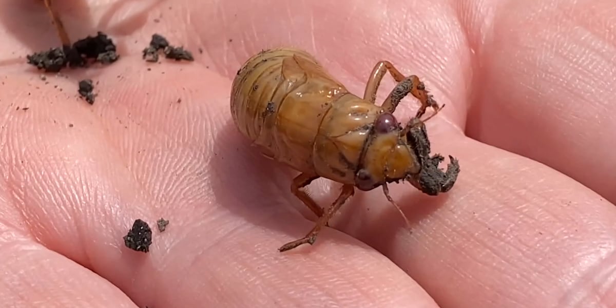 The cicadas are showing signs that they’re preparing to emerge very soon [Video]