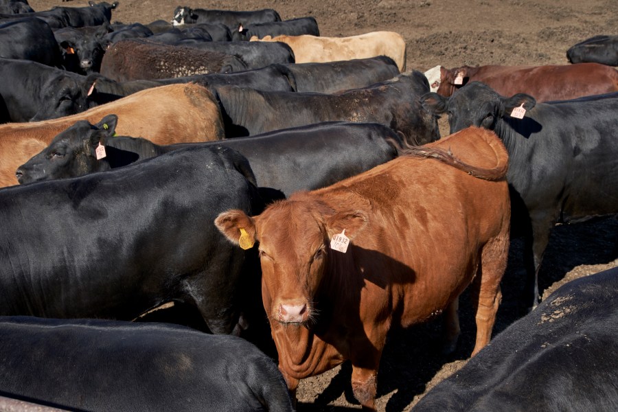 Bird flu not a problem for beef cattle, producers say [Video]