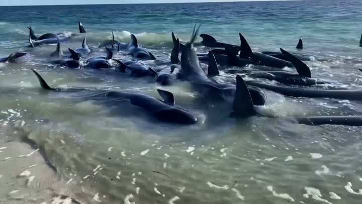 Dozens of whales die after 160 stranded on Australias west coast | News [Video]