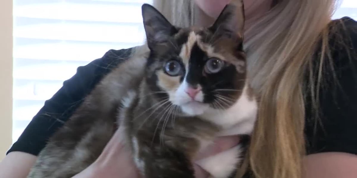 Missing cat found after she was accidentally shipped out with Amazon return [Video]