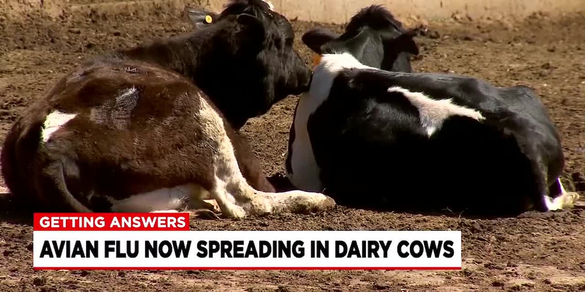Concerns grow as avian flu virus is found in dairy cows [Video]