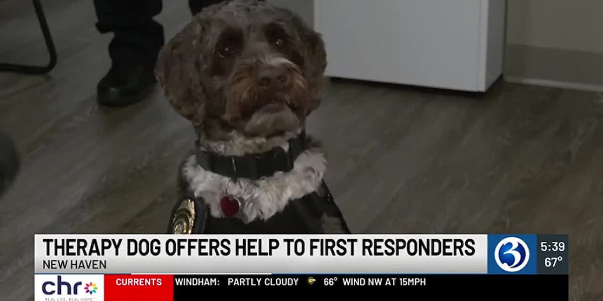AMR Therapy Dog [Video]