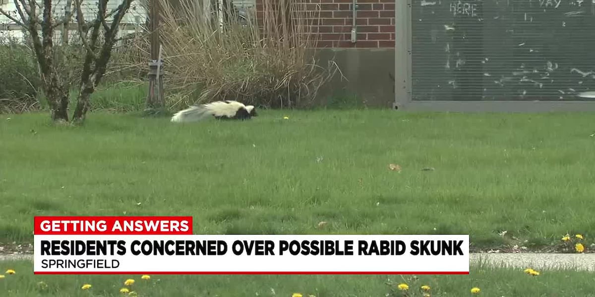 Potentially rabid skunk raises concerns over Springfield animal safety protocols [Video]