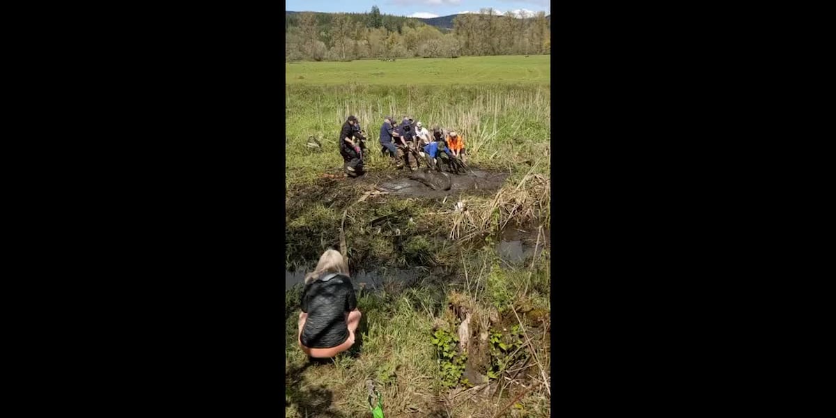 Rural firefighters rescue cow stuck up to her neck in mud [Video]