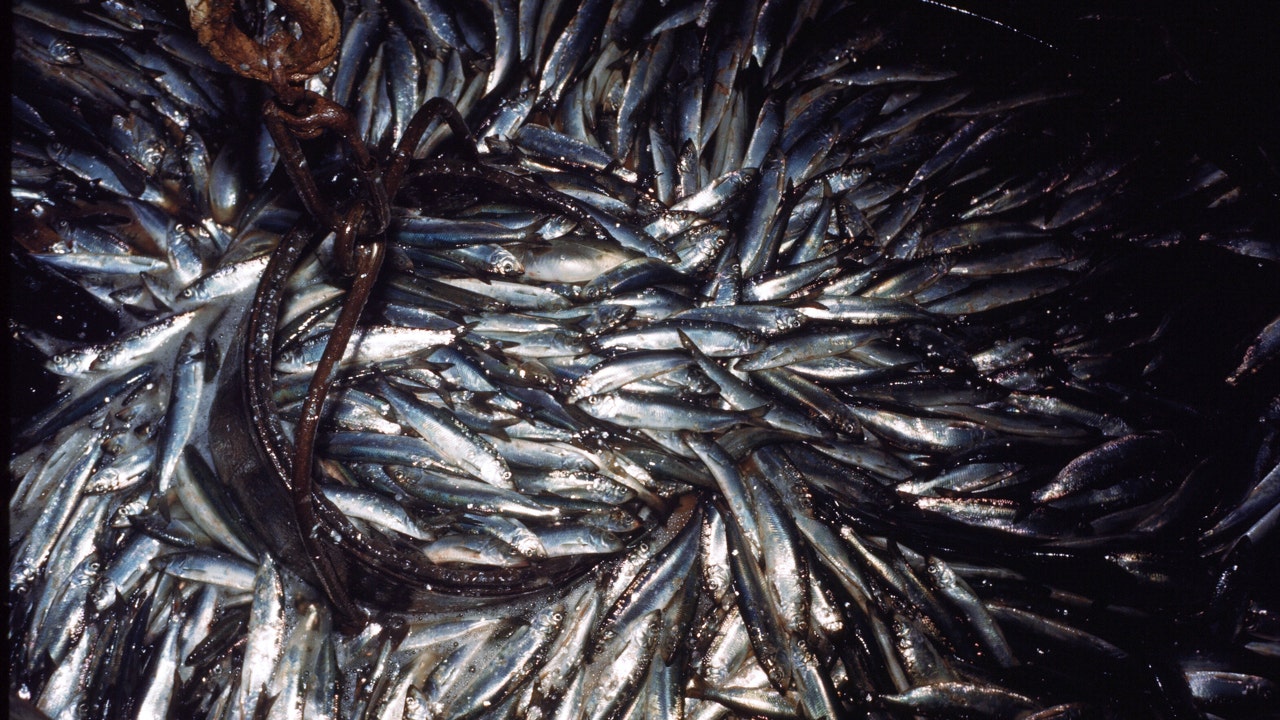 Judge rules feds improperly implemented Pacific sardine restoration plan [Video]