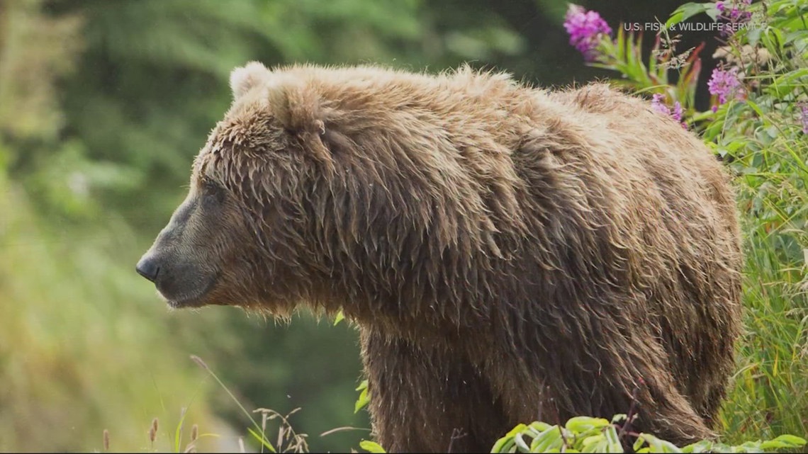 Federal government to reintroduce grizzly bears into Washington [Video]