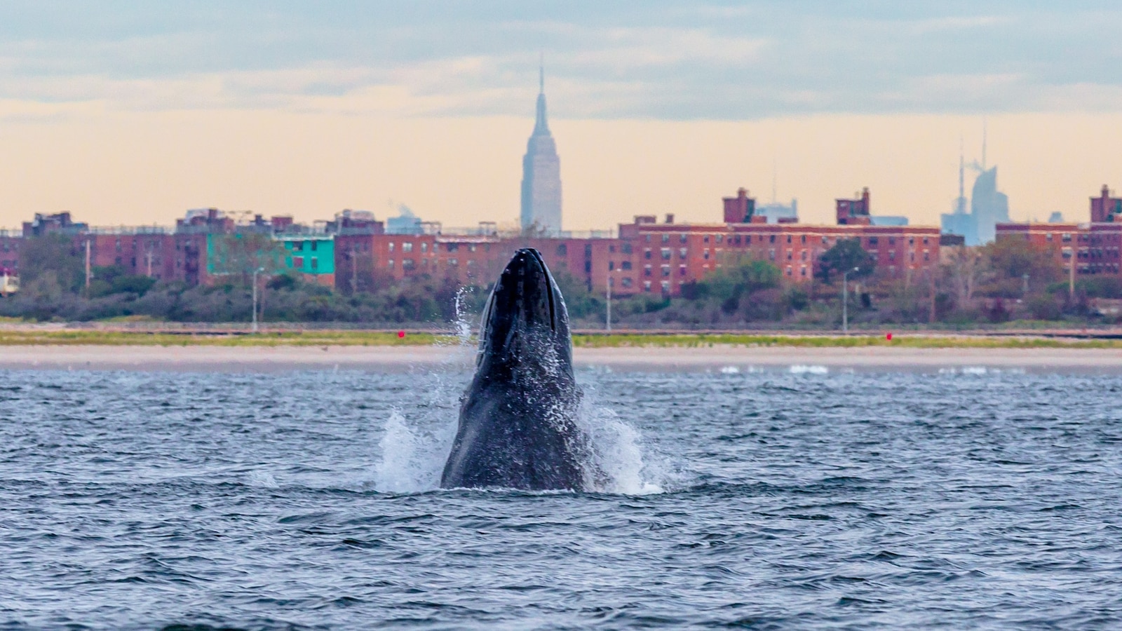 Gotham Whale, a New York City-based nonprofit, allows citizen scientists to assist in conservation efforts [Video]