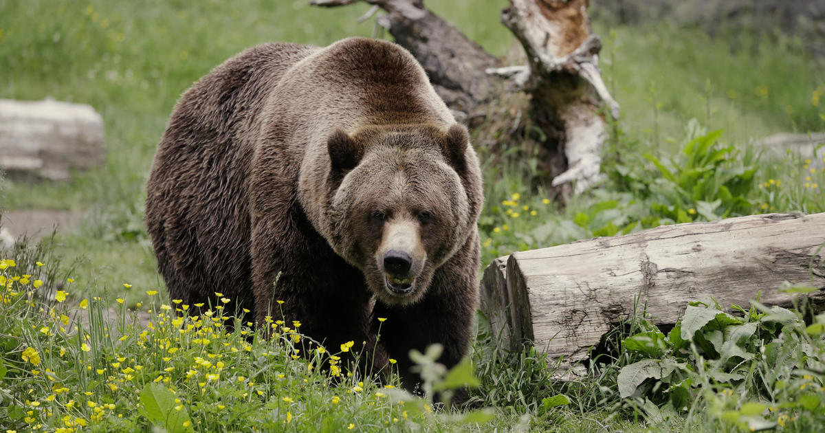 Grizzly bears to be restored to Washington’s North Cascades, where “direct killing by humans” largely wiped out population [Video]