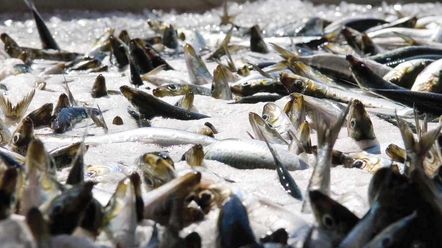 Fed plan to rebuild Pacific sardine population was insufficient, California judge finds  WSB-TV Channel 2 [Video]