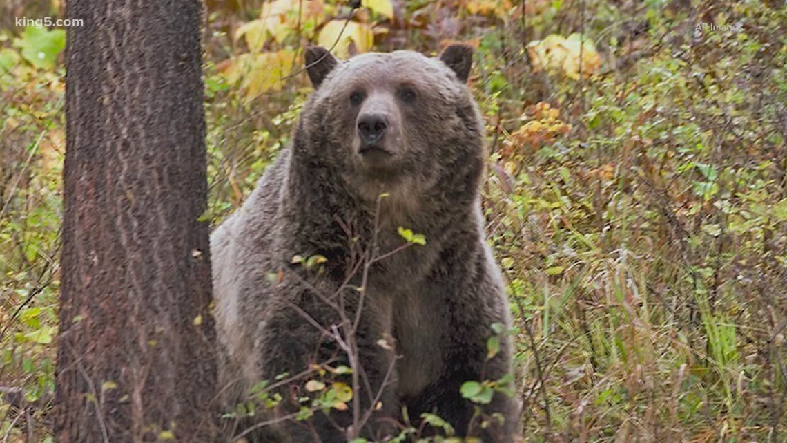 Grizzly bears are coming back to the North Cascades [Video]